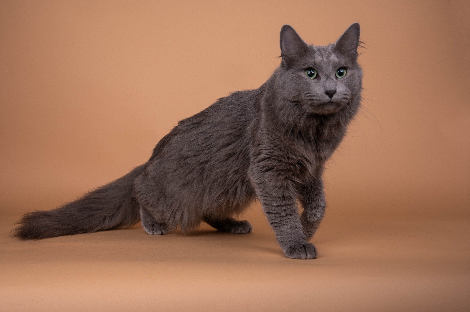 prachtige Nebelung dekkater (NTK), Dieren en Toebehoren, Katten en Kittens | Dekkaters, 0 tot 2 jaar