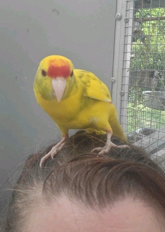 Kakariki  apprivoisé, Animaux & Accessoires, Oiseaux | Perruches & Perroquets