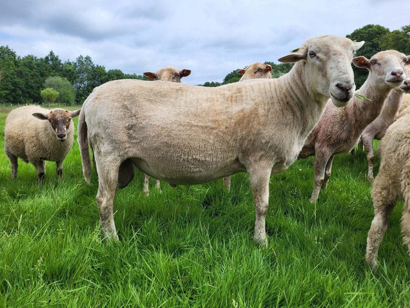 Dekram Kempisch heideschaap (<2 jaar), Dieren en Toebehoren