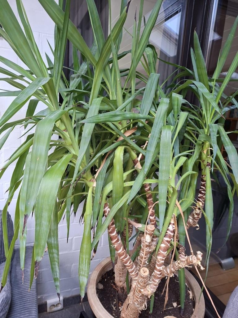 Yucca plant, Ophalen, Gebruikt