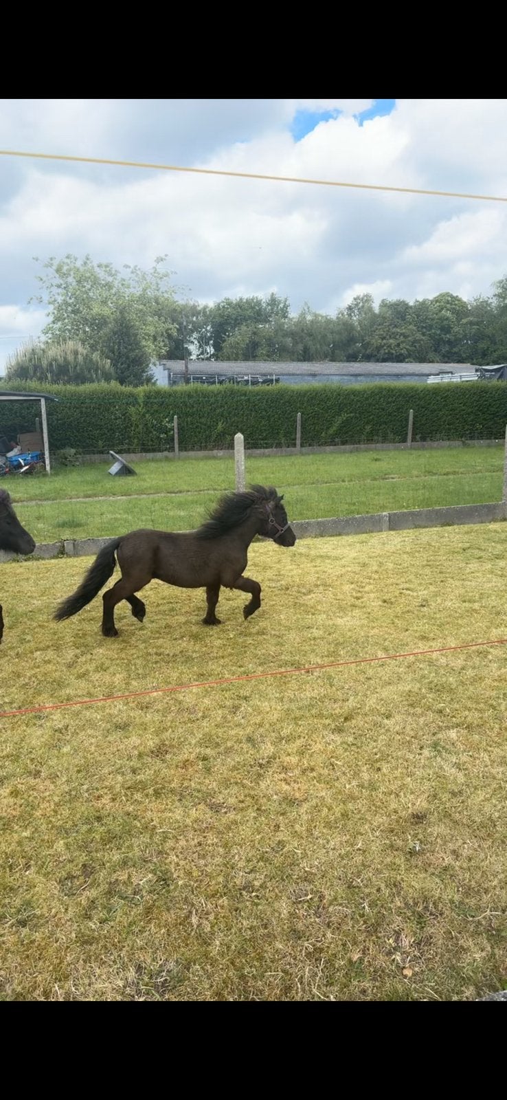 2 mini-friesian