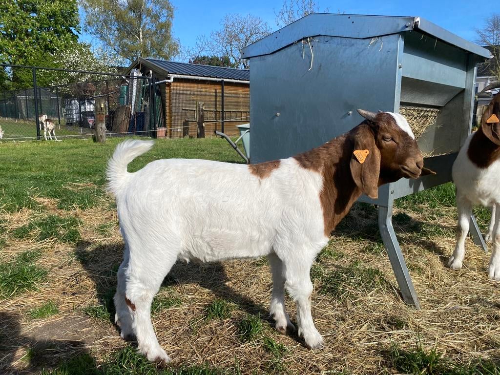 Boklam Boergoat avec stud-book à vendre., Mâle, Chèvre, 0 à 2 ans