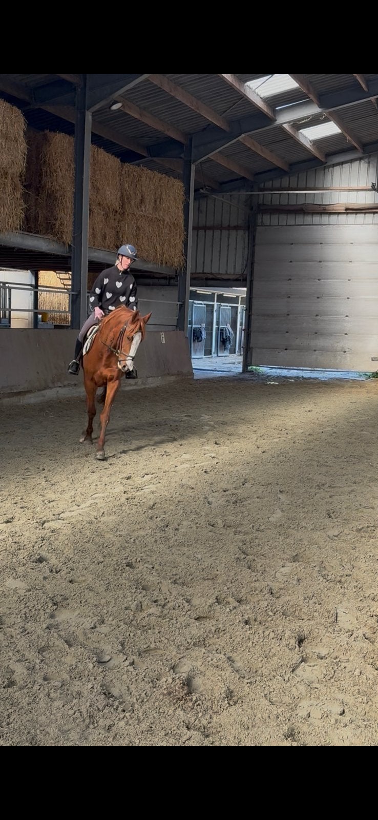 5-jarige draver ruin met gouden karakter, Ophalen, Zo goed als nieuw