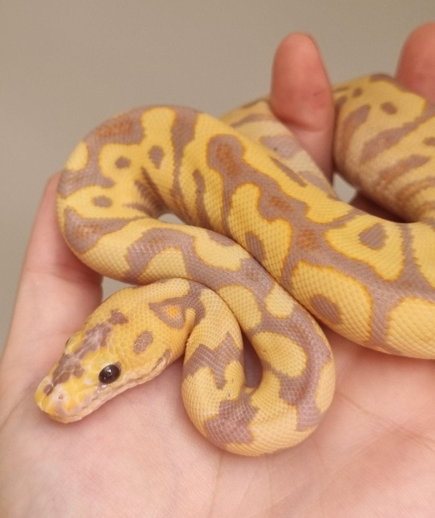 1.0 banana spotnose (od) clown koningspython Ball Python photo 2