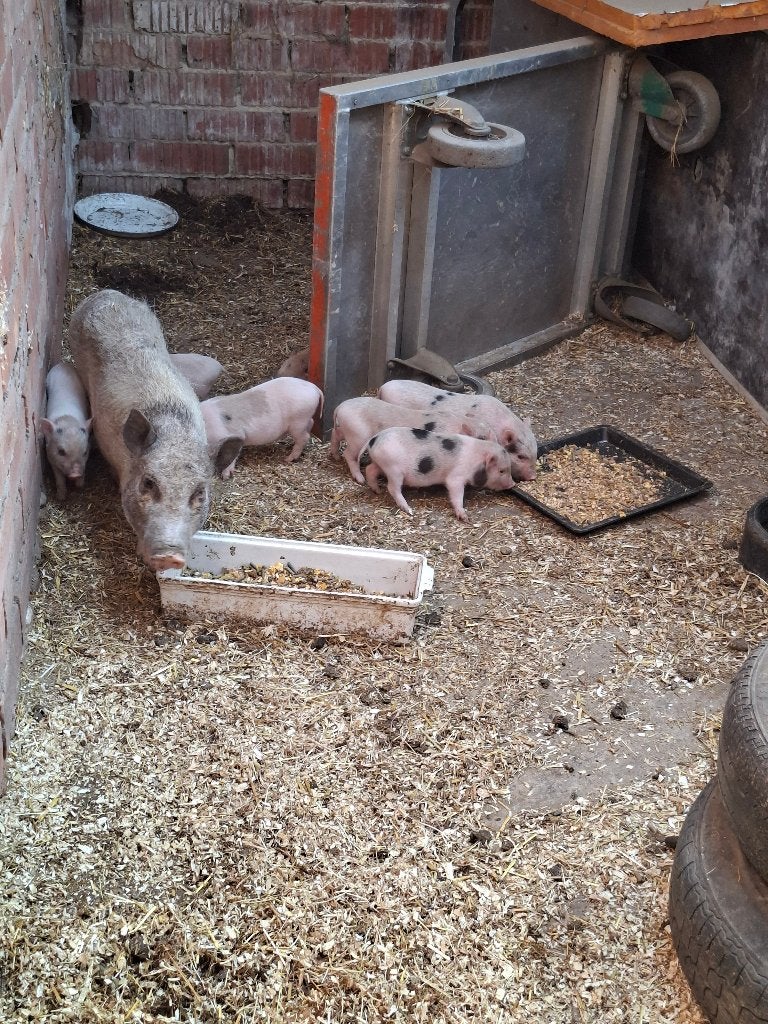 Micro mini varkens, Dieren en Toebehoren, Vrouwelijk, Varken, 0 tot 2 jaar