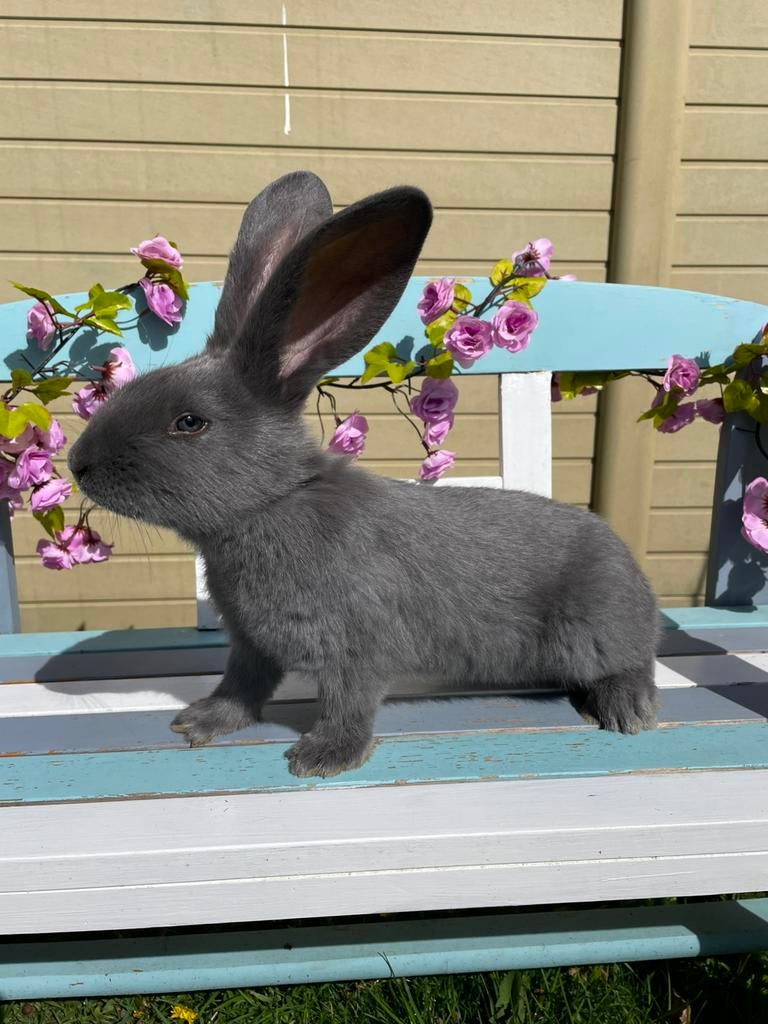 Reuzevlinder Groot-Lotharinger blauw konijn ras,-kleurzuiver, Dieren en Toebehoren, Konijnen, Groot