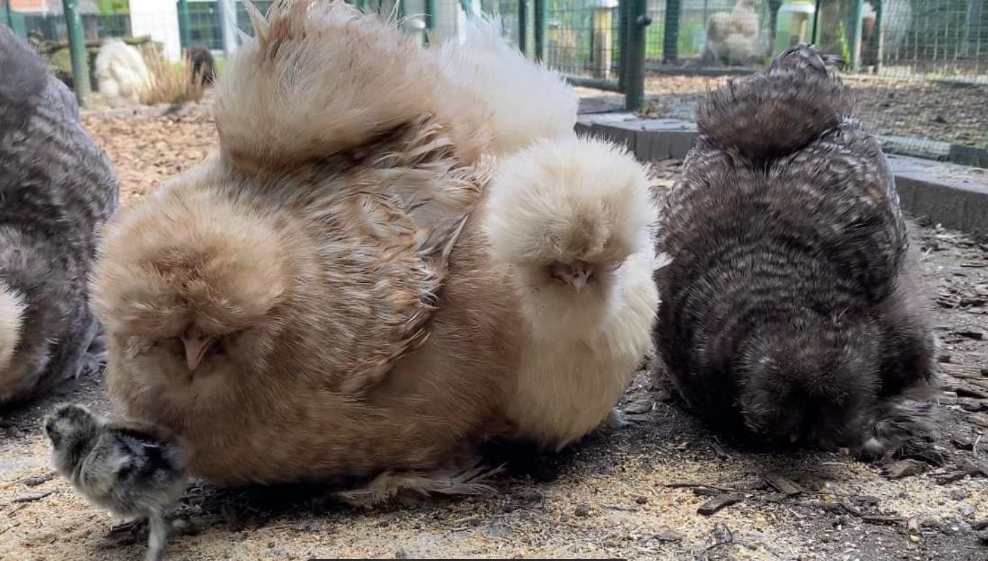 Eendagskuikens zijdehoen usa, Dieren en Toebehoren, Pluimvee, Kip, Geslacht onbekend