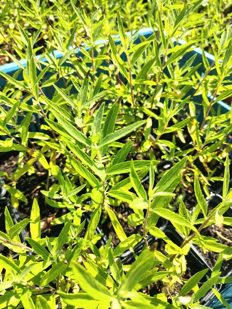 Caryopteris (Blauwbaard) P9, Tuin en Terras, Ophalen, Vaste plant