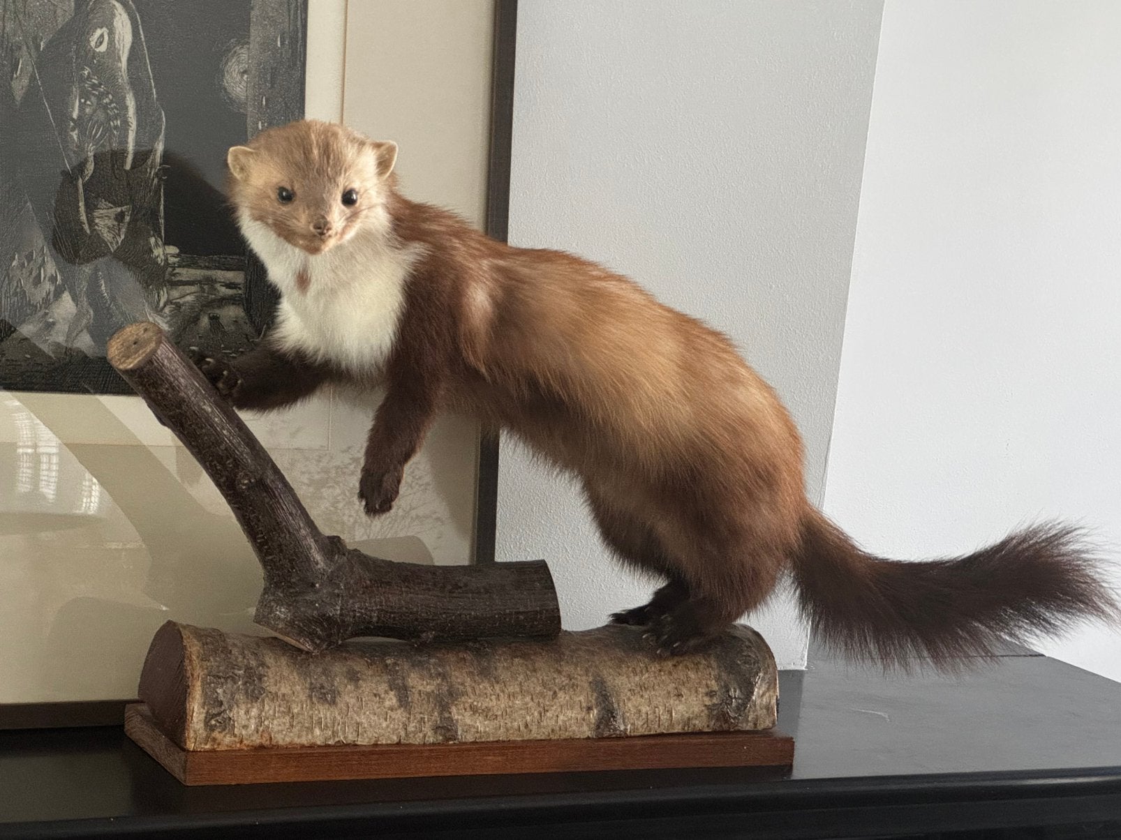 Marter Taxidermie, Ophalen, Zo goed als nieuw