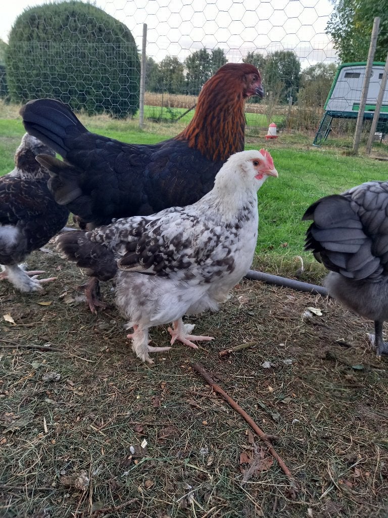 Verschillende soorten kuikens, Meerdere dieren, Kip