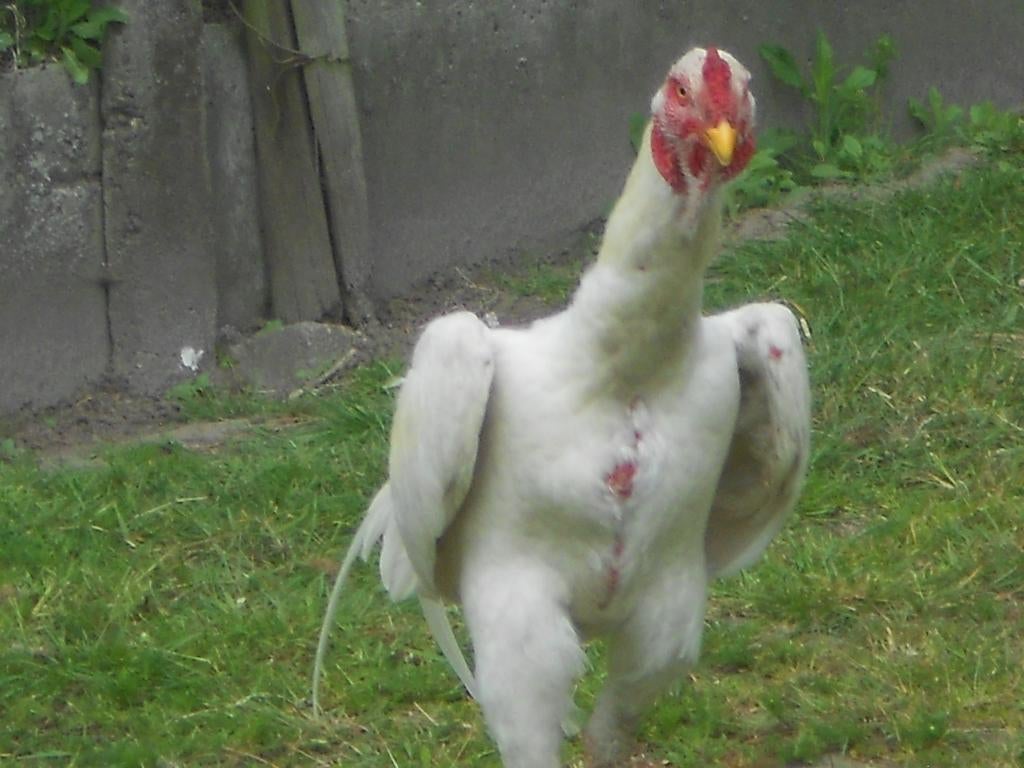 Shamo, Dieren en Toebehoren
