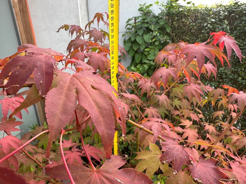Acer Osakazuki, Tuin en Terras, Vaste plant, Halfschaduw, Lente, Ophalen