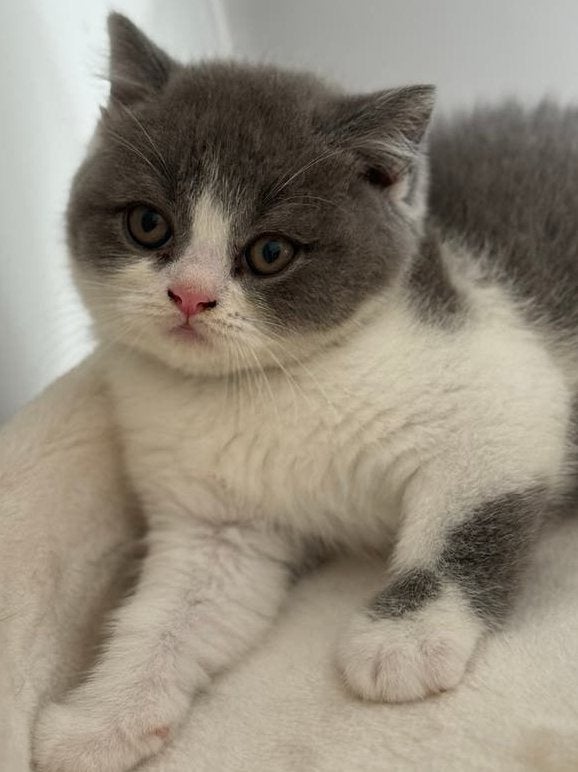 Exclusief britse korthaar kittens bicolor/met stamboom, Plusieurs animaux, Avec pedigree