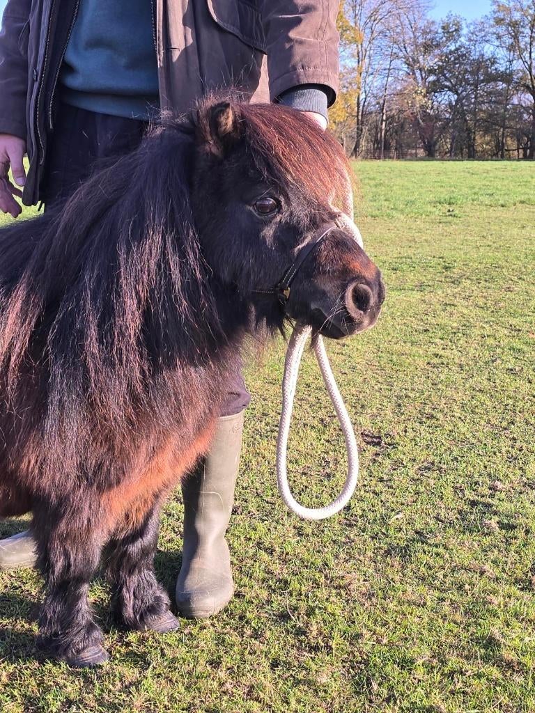 Juments Poneys Shetland taille super miniature, Jument