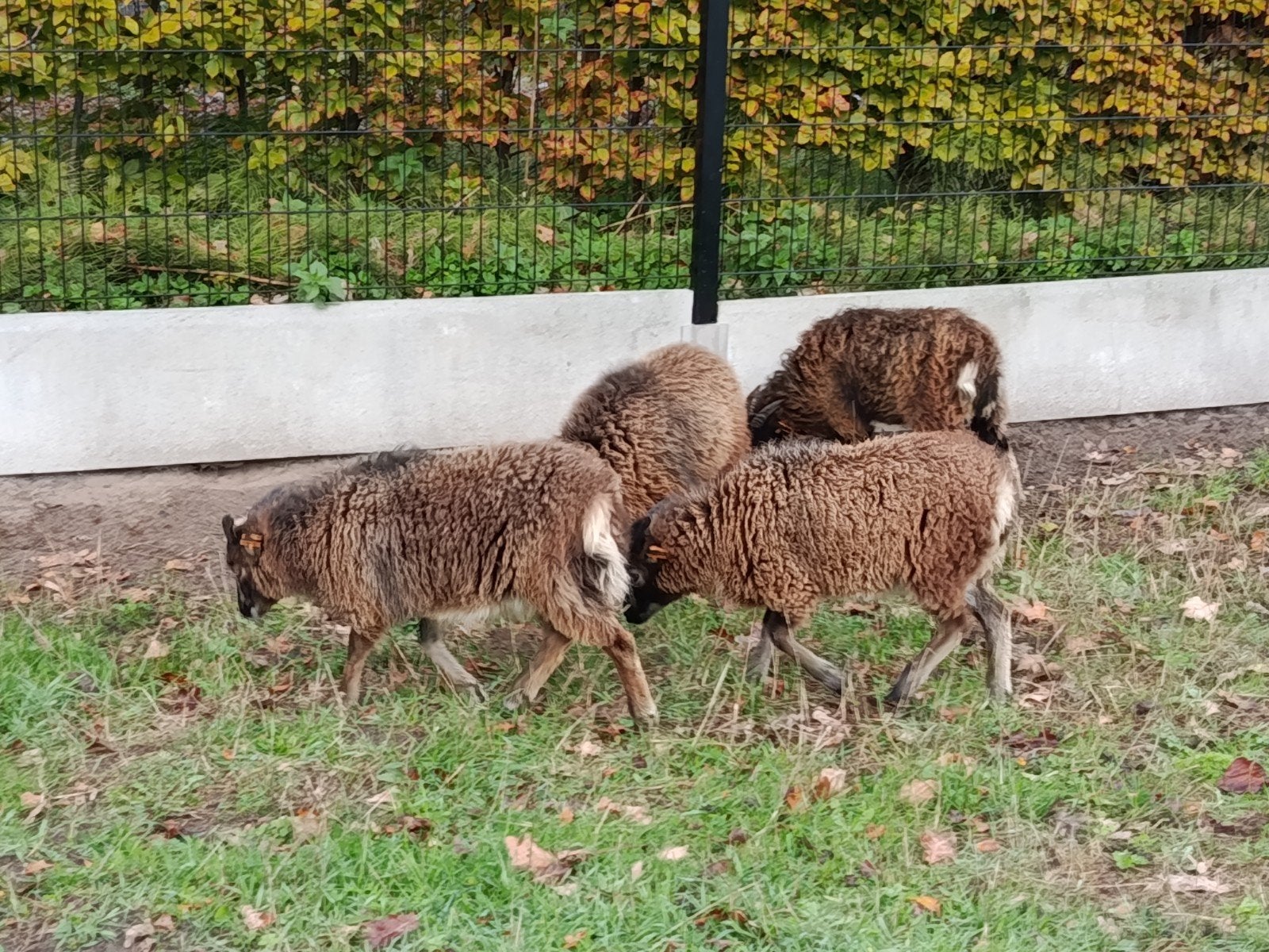 twee ooitjes kruising met soay, Dieren en Toebehoren
