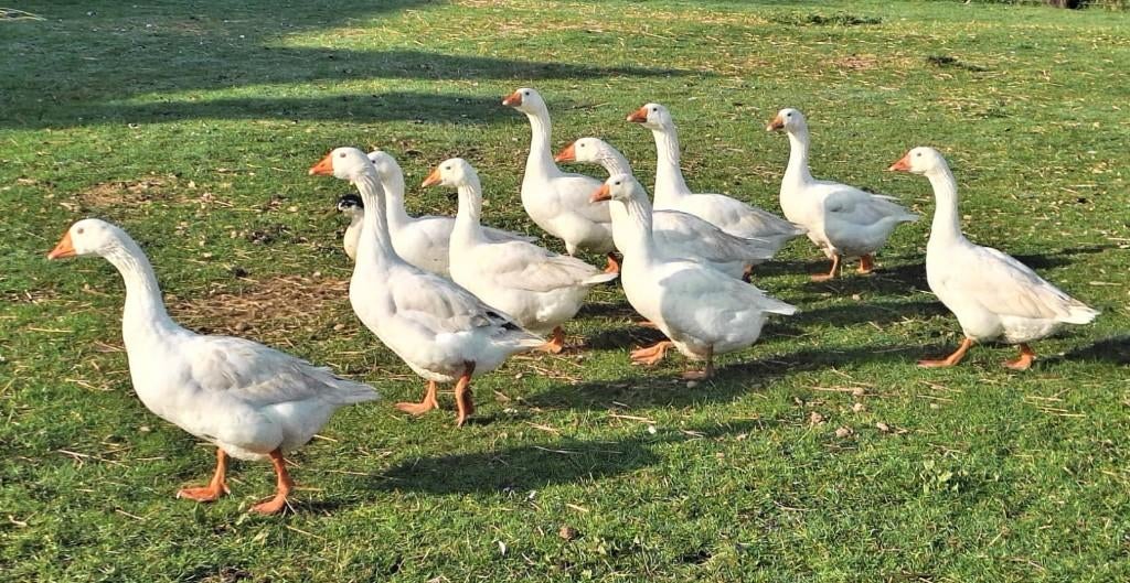 Ganzen, Dieren en Toebehoren, Meerdere dieren, Gans of Zwaan
