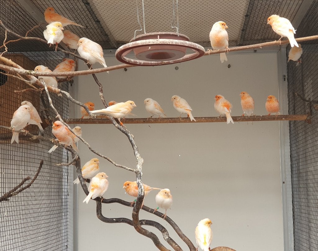 rood mozaïek kanaries, Dieren en Toebehoren, Vogels | Kanaries, Meerdere dieren, Kleurkanarie