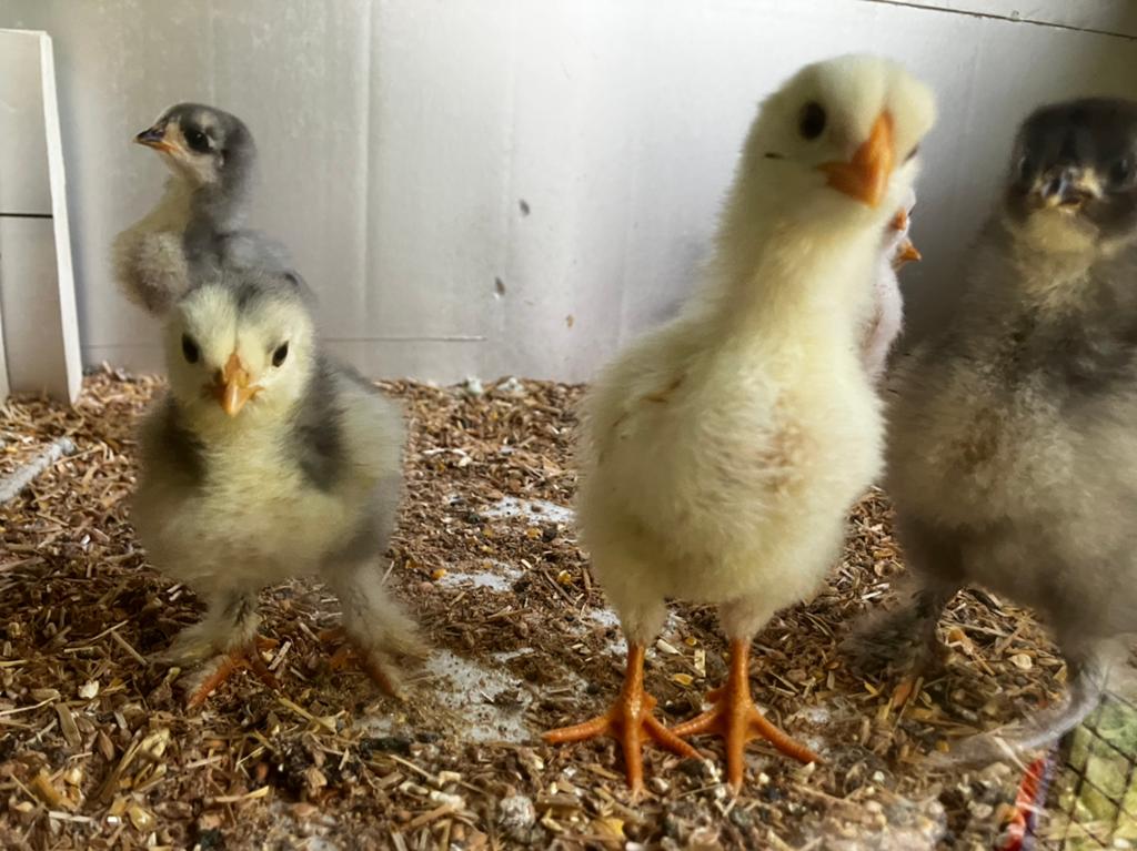 Legkippen kuikens, Dieren en Toebehoren