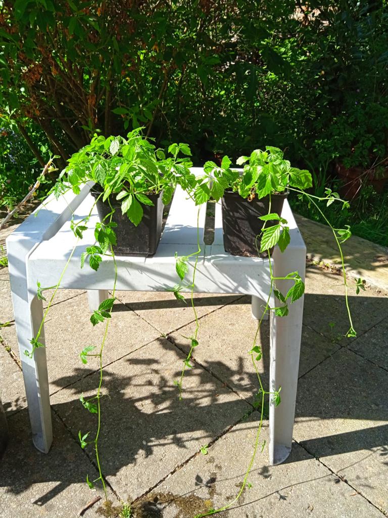 Onsterflijkheidskruid of eeuwiglevenkruid, Tuin en Terras, Kweekspullen, Ophalen