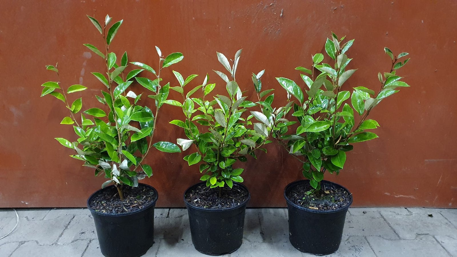 Olijfwilg in 3L potten (Elaeagnus Ebbingei), Ophalen, Vaste plant