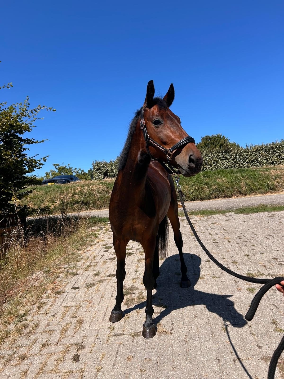 springgefokt KWPN merrie, Avec pedigree, Moins de 160 cm, Non dressé, Cheval de saut