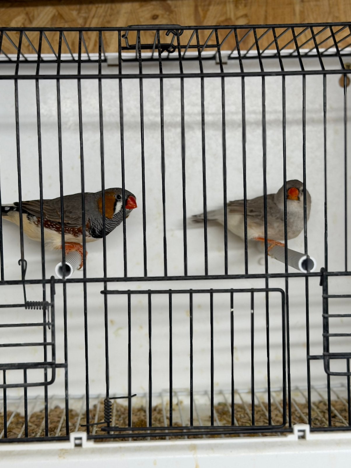 Koppel grote zebravinken, Dieren en Toebehoren, Meerdere dieren, Tropenvogel