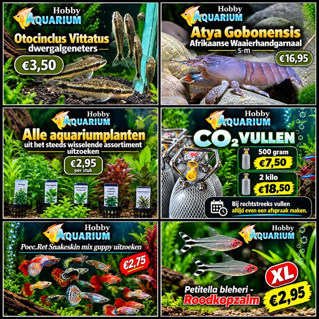 Hobbyaquarium overzicht & prijzen 2/3/4 okt dierendag aktie, Zoetwatervis