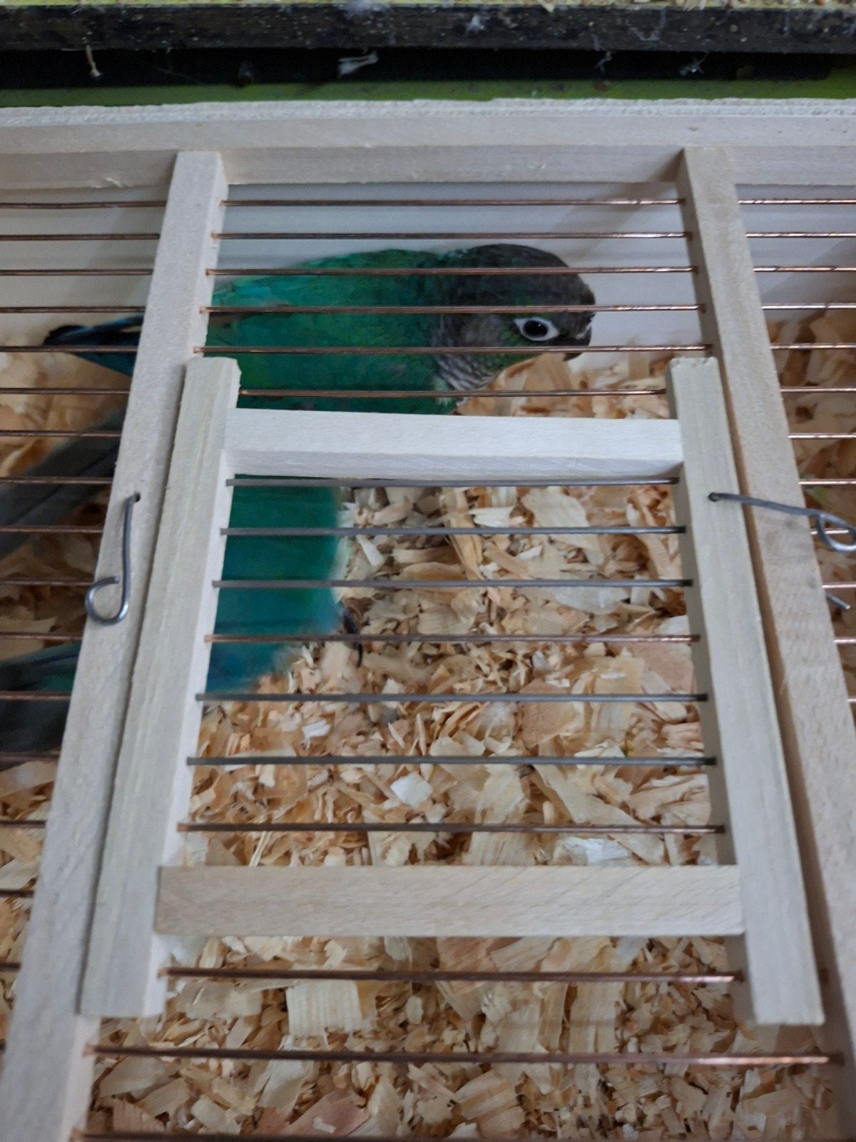 pyrrhura turquoise man, Dieren en Toebehoren, Vogels | Kanaries