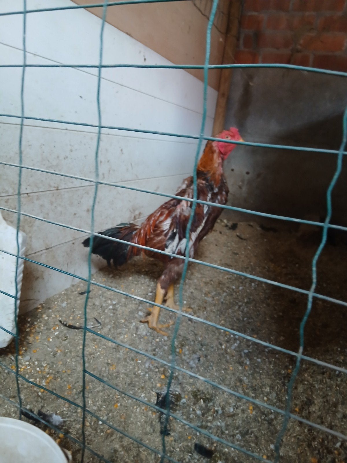 Jap 2025, Dieren en Toebehoren, Vogels | Overige Vogels