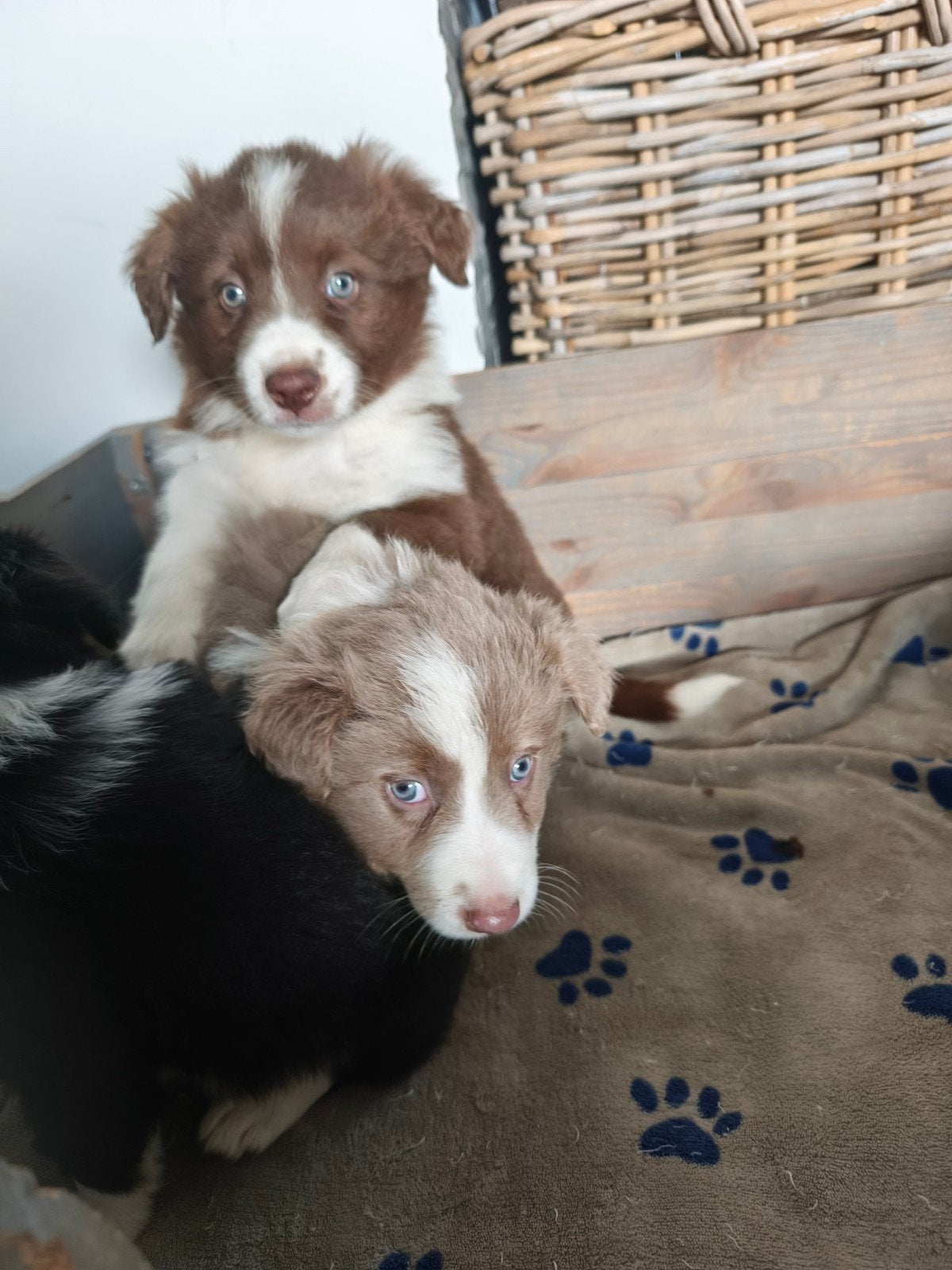 lieve actieve Border Collie pups, Animaux & Accessoires, Maladie de Carré (chiens), 8 à 15 semaines, Colley, Plusieurs