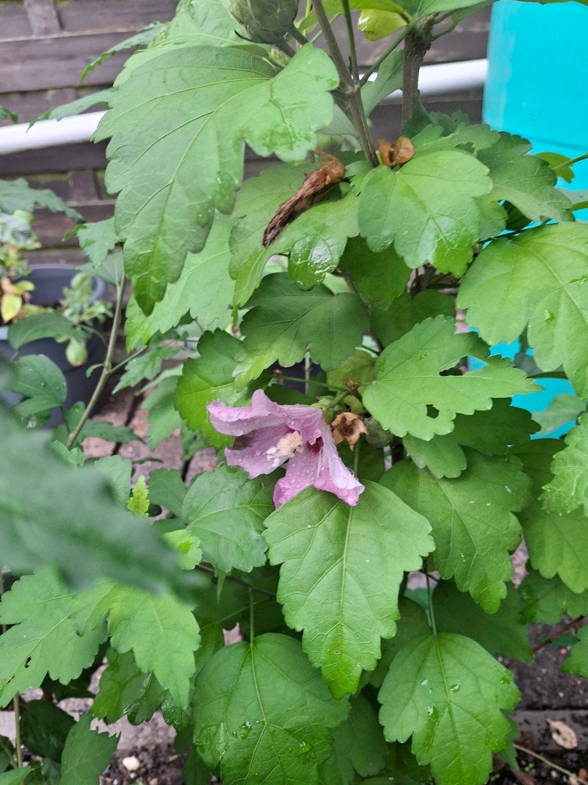 hibiscus, Ophalen, Najaar, Volle zon, Wortelstok