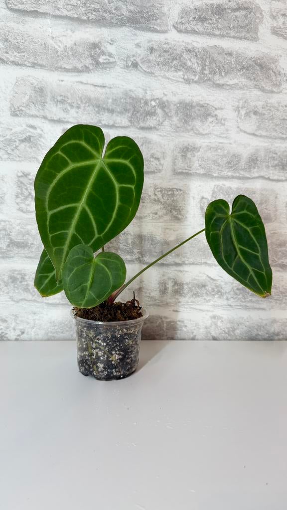 Anthurium Magnificum x Besseae aff, Huis en Inrichting, Kamerplanten, Ophalen