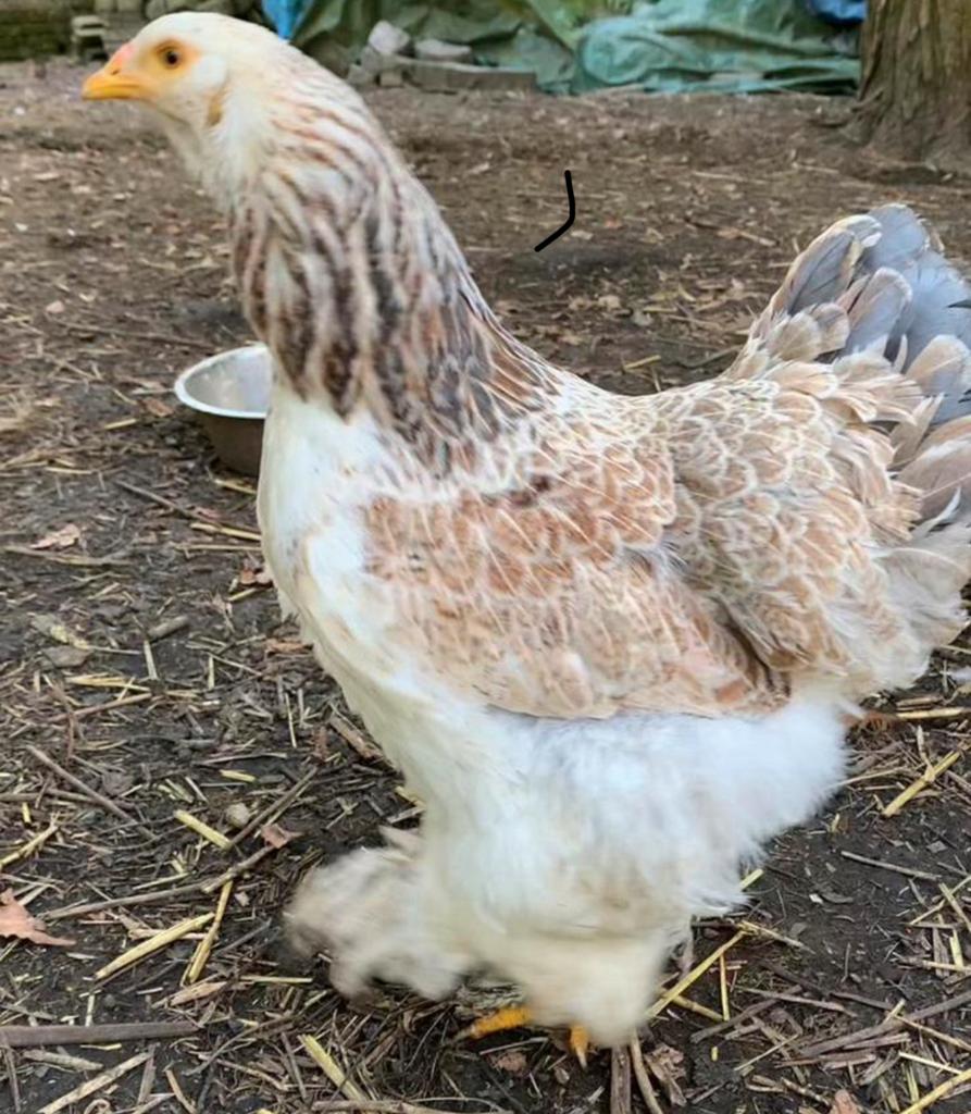 Poussins Brahma Saumon bleu-noir, Animaux & Accessoires, Sexe inconnu, Poule ou poulet