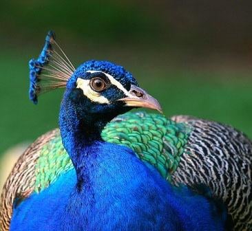 Broedeieren Pauw, Dieren en Toebehoren