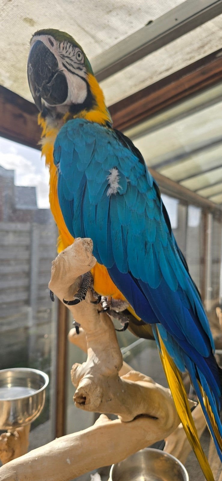élevant un homme ara bleu et jaune mûr, Animaux & Accessoires, Mâle, Perroquet, Parleur