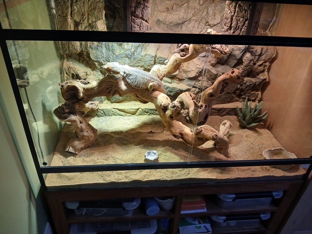 Terrarium, Animaux & Accessoires, Reptiles & Amphibiens | Accessoires, Enlèvement, Utilisé, Terrarium ou Paludarium