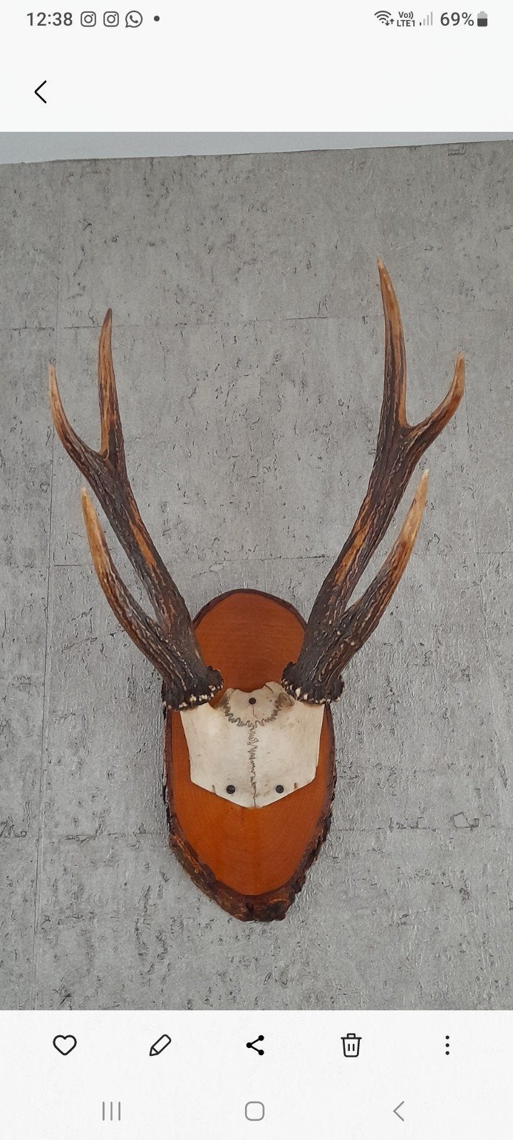 Gewei, Verzamelen, Ophalen of Verzenden