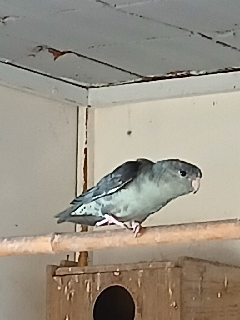Catharina parkieten, Dieren en Toebehoren, Vogels | Parkieten en Papegaaien, Meerdere dieren, Parkiet, Geringd