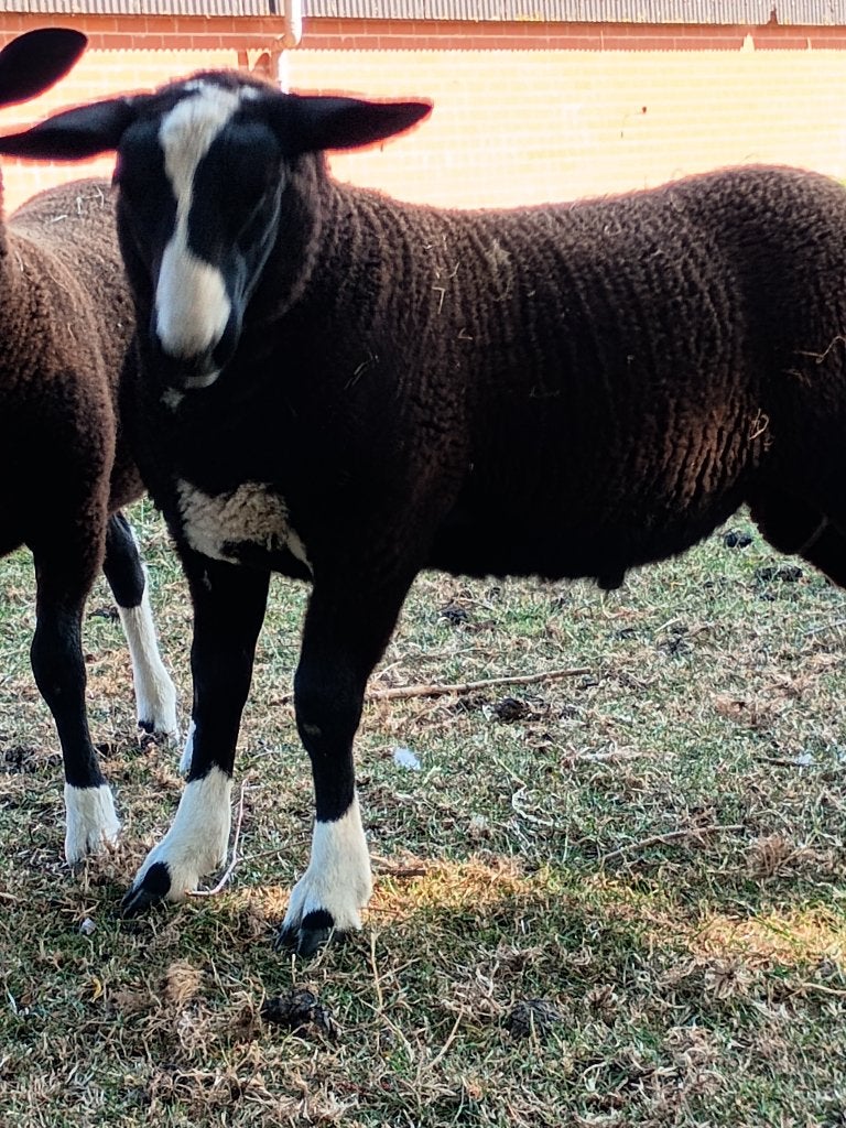 zwart bles schaap, Mannelijk, Schaap