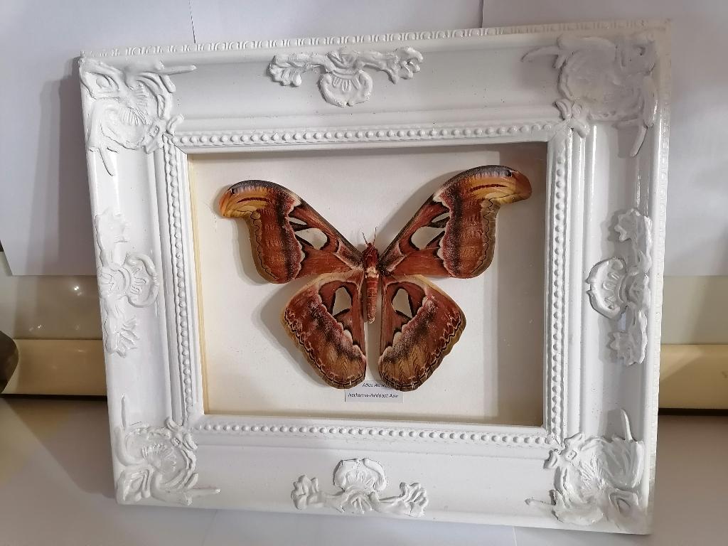 Taxidermy, Verzamelen, Verzenden, Nieuw, Insect, Opgezet dier