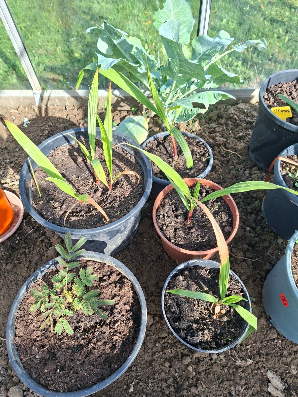 waschtonia 20 euros, Autres espèces, Plein soleil, Été, Enlèvement