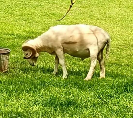 ram 90 kg