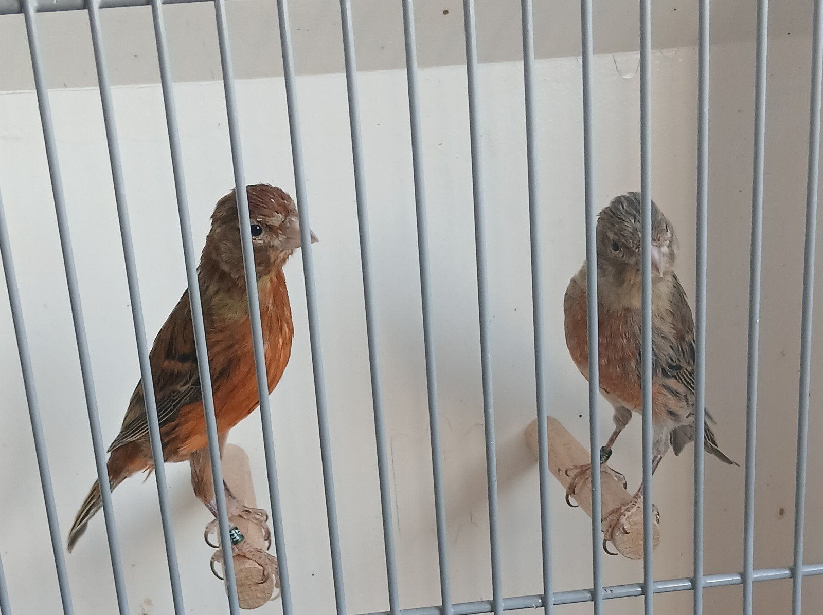 kanaries, Dieren en Toebehoren, Vogels | Kanaries