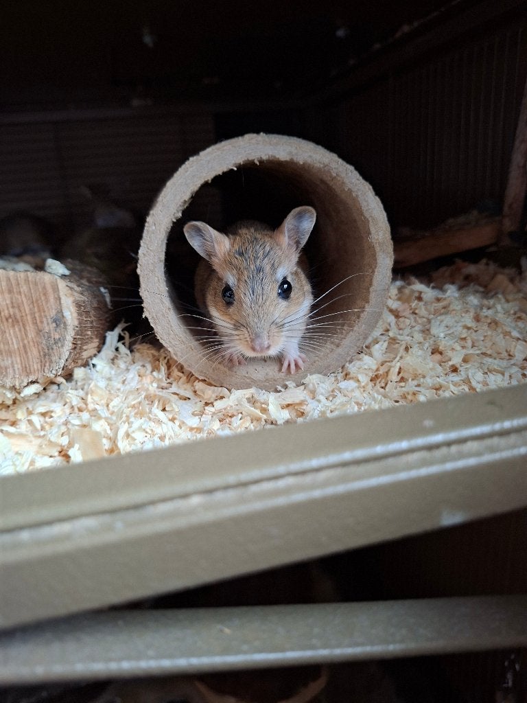 Perzische gerbils, tam, Animaux & Accessoires, Rongeurs, Juin, Domestique, Autres types, Plusieurs animaux