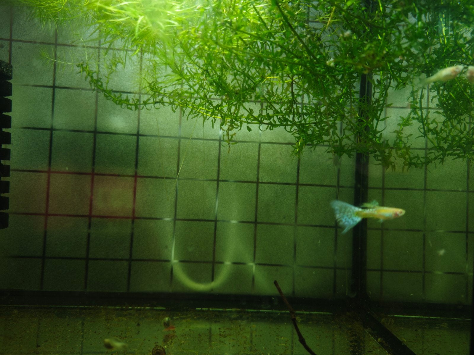 Baby Albino Pink Grass Guppy’s (Zeldzame Kweeklijn)