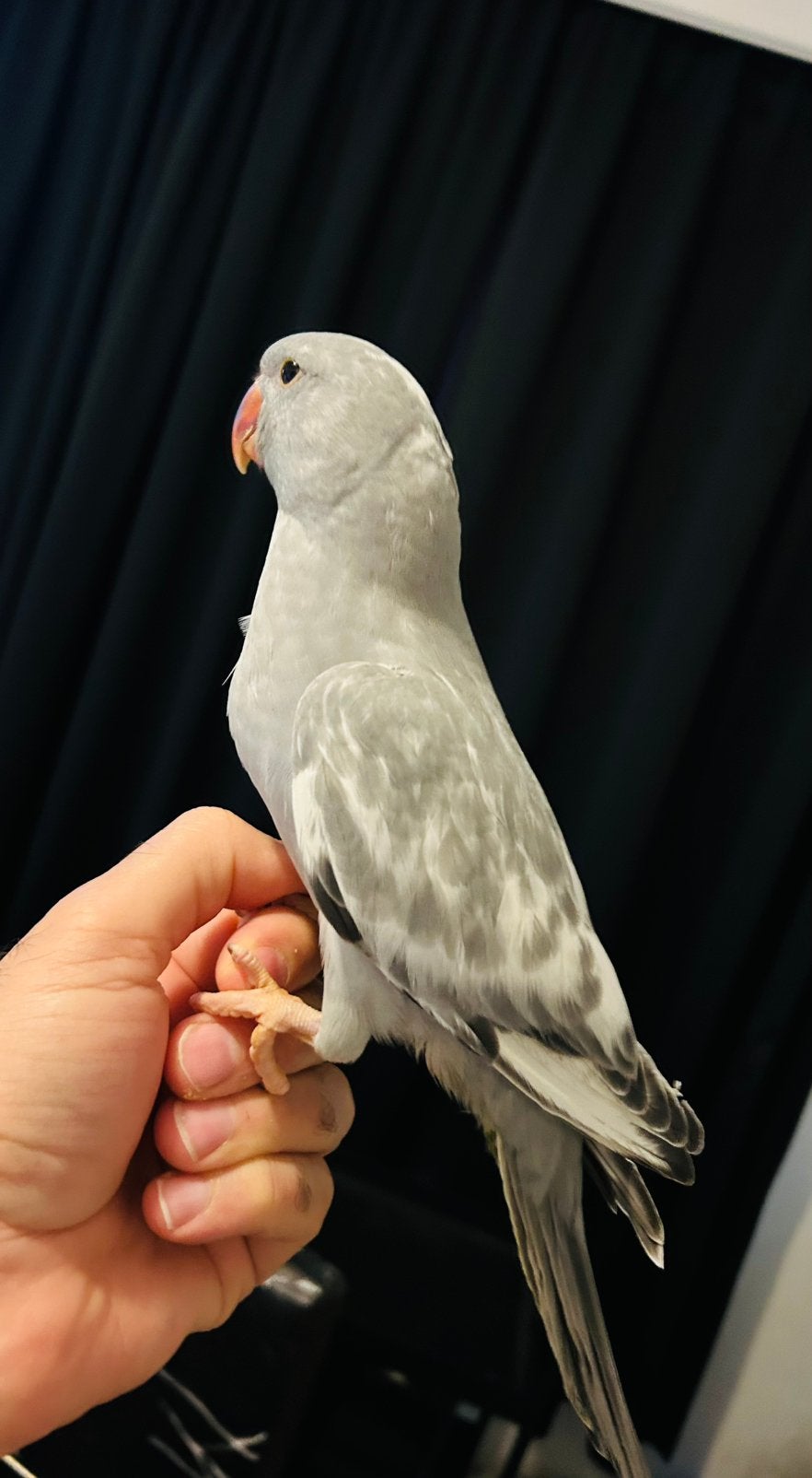 Handtamme jonge halsbandparkieten 8 weken oud, Dieren en Toebehoren, Vogels | Parkieten en Papegaaien, Geslacht onbekend, Geringd