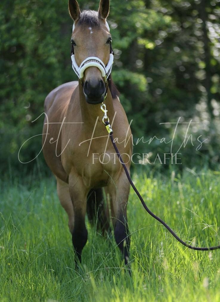 HERMES BY ESCLINIC Z – PRACHTIGE VALKKLEURIGE D-SPORTPONY!, Dieren en Toebehoren, Ruin, M