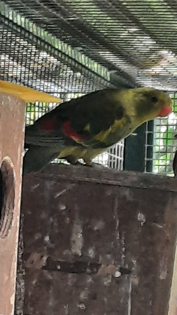 Bergparkiet, Plusieurs animaux, Perruche, Bagué