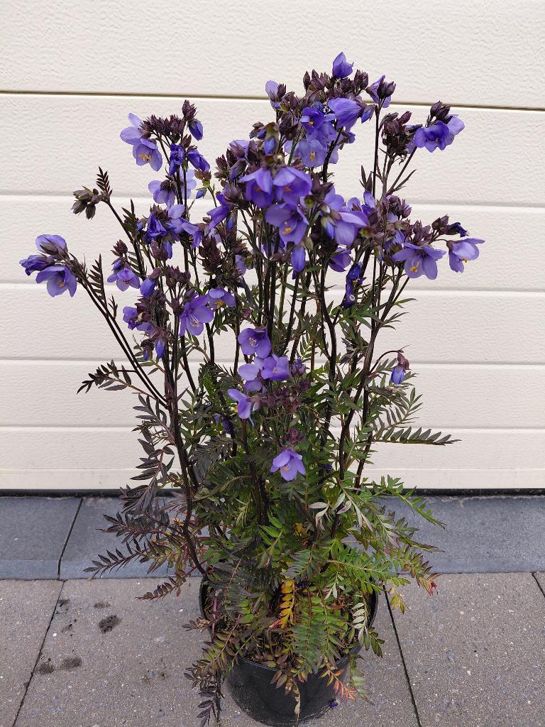 mooie speciale vaste planten, Tuin en Terras, Planten | Tuinplanten, Ophalen