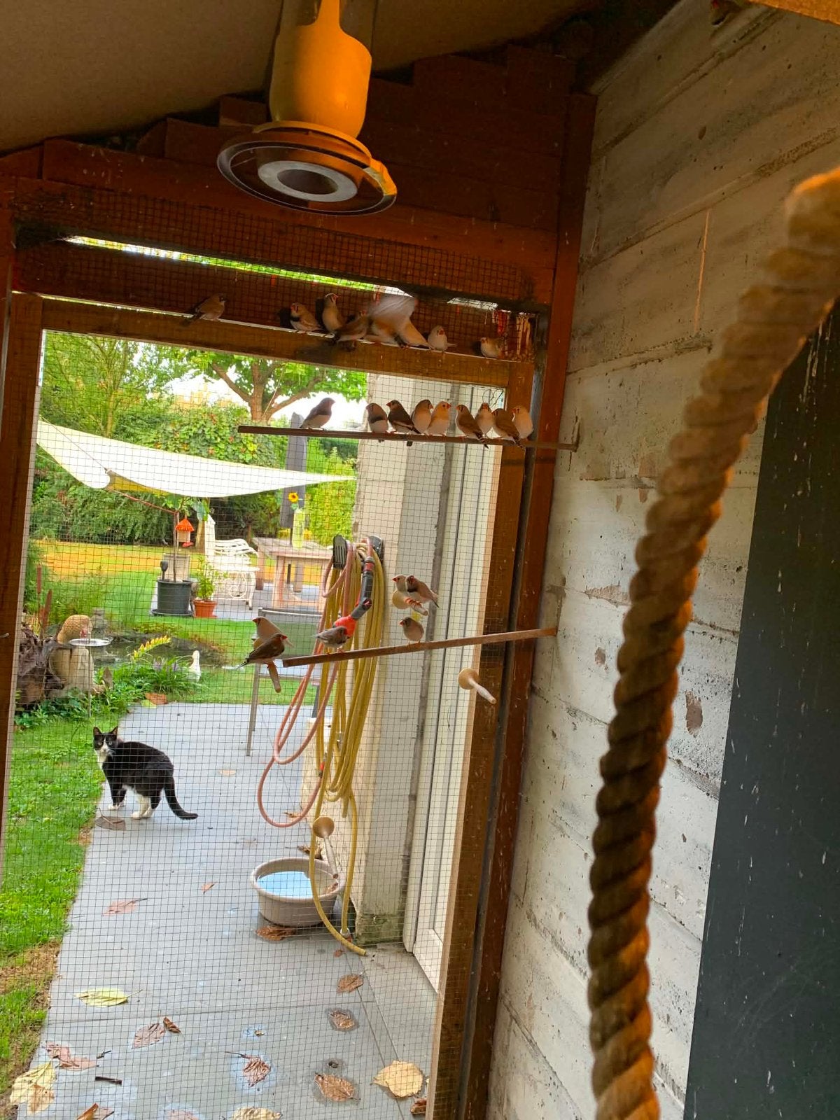 Zebravinken te koop